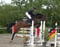 Horse ad
