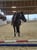 Annuncio cavallo