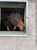 Horse ad