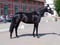 Annonce cheval