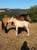 Anuncio de caballos