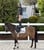 Annonce cheval