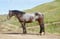 Horse ad