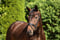 Horse ad