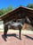 Horse ad
