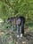 Horse ad