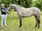 Annonce cheval