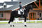 Annuncio cavallo