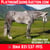 Horse ad