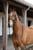 Horse ad
