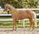 Horse ad
