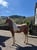 Anuncio de caballos