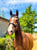 Horse ad