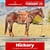 Horse ad