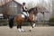 Annonce cheval