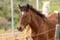 Horse ad