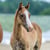 Annuncio cavallo