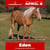 Annuncio cavallo