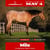 Horse ad