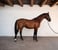 Horse ad