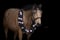 Horse ad