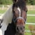 Horse ad