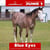 Annuncio cavallo