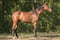 Horse ad