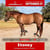 Horse ad