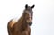 Annuncio cavallo