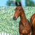 Annuncio cavallo