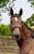 Annonce cheval