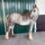 Annuncio cavallo