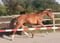 Annuncio cavallo