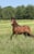 Horse ad