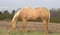 Horse ad