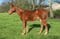 Horse ad