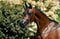Annuncio cavallo
