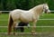 Annuncio cavallo