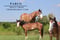 Horse ad