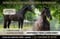 Annonce cheval