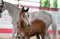 Annuncio cavallo