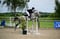 Annuncio cavallo