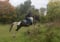 Horse ad