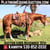 Annonce cheval