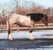 Horse ad