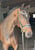Annuncio cavallo