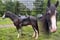 Horse ad