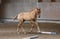 Annonce cheval