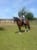 Annuncio cavallo